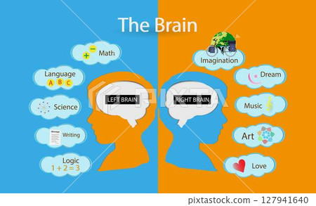 illustration of biology, the left hemisphere controls speech, comprehension, arithmetic, and writing. The right hemisphere controls creativity, spatial ability, artistic, and musical skills illustration of biology, the left hemisphere controls speech, comprehension, arithmetic, and writing. The right hemisphere controls creativity, spatial ability, artistic, and musical skills 127941640