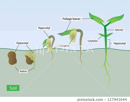 illustration of biology, patterns of change in seed, cotyledons expand, throw off the seed shell and become photosynthetic above the ground is epigeal germination illustration of biology, patterns of change in seed, cotyledons expand, throw off the seed shell and become photosynthetic above the ground is epigeal germination 127941644