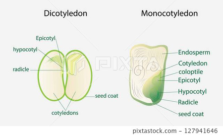 illustration of biology, seed plant, Corn Seed Structure Monocot, Bean Seed Structure Dicot, structure monocot and dicot plant seeds in a cut sections, Agricultural biology soil and ecology 127941646