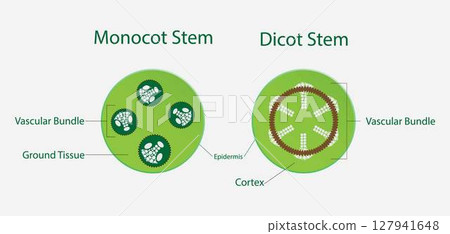 illustration of Biology, Monocot stem, Dicot stem, dicot stems have trichomes, monocot stems do not have trichomes, phloem and xylem illustration of Biology, Monocot stem, Dicot stem, dicot stems have trichomes, monocot stems do not have trichomes, phloem and xylem 127941648