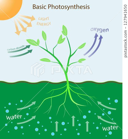 illustration of biology, Photosynthesis, teaching poster with the process of cellular respiration of a growing plant with leaves, Tree produce oxygen using rain and sun 127941650