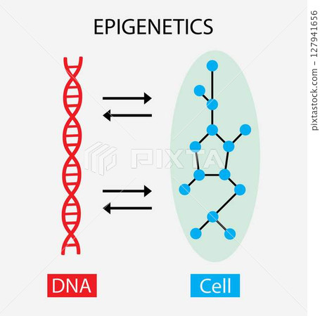 illustration of biology, Epigenetic, the traditional genetic basis for inheritance, epigenetic mechanisms: the acetylation or methylation of dna can activate or not the gene transcription 127941656