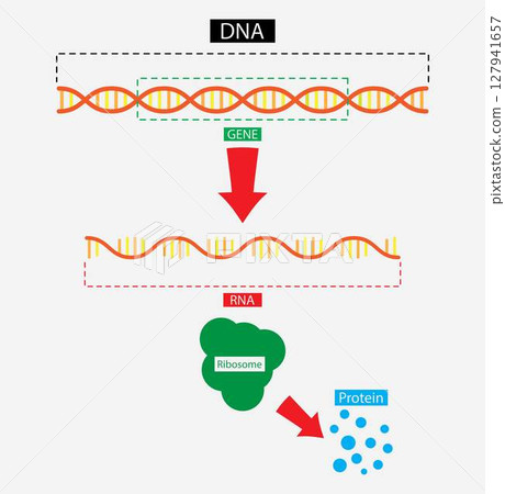 illustration of biology, Scientific biological model DNA and RNA transcription and translation, Molecular Structure Of DNA 127941657