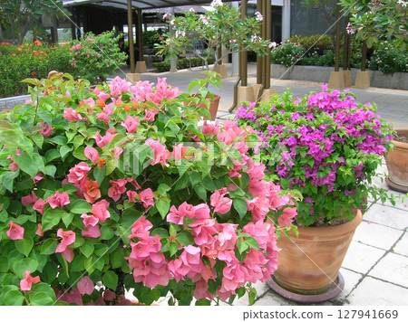 Bougainvillea glabra flower : Fresh pink flowers and green leaves with clear blue sky Bougainvillea glabra flower : Fresh pink flowers and green leaves with clear blue sky 127941669