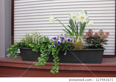 Blue window with some vases of colored flowers. Bergamo. Italy. 127941671