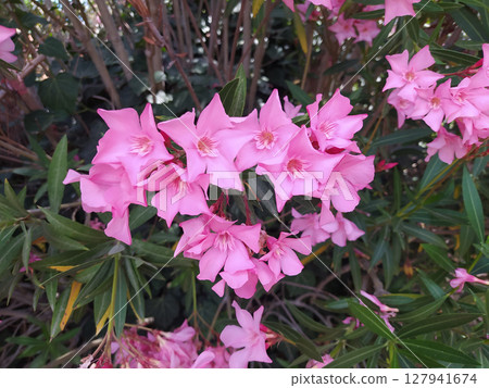 A view of pink dipladenia flowers, on display at a local nursery. A view of pink dipladenia flowers, on display at a local nursery. 127941674