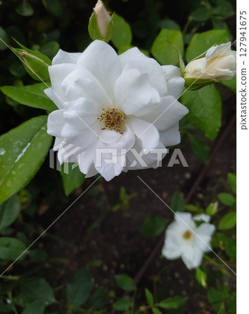 White musk rose. White rose against green foliage. White musk rose. White rose against green foliage. 127941675