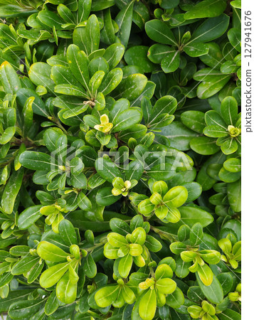 Mock orange or Pittosporum tobira nanum. Also known chinese orange blossom Mock orange or Pittosporum tobira nanum. Also known chinese orange blossom 127941676