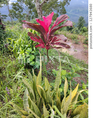 The closeup view of a Cordyline Sister plant. 127941680