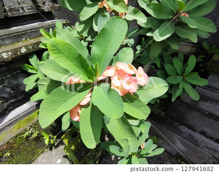 Close up of beautiful Euphorbia milii, the crown of thorns, called Corona de Cristo. Crown of thorn flower. Pink Euphorbia milii flower in the garden. for wallpapers magazine design 127941682
