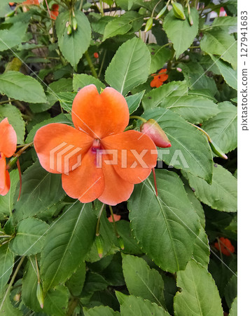 beacon orange impatiens. Impatiens walleriana 127941683