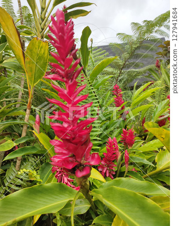 Heliconia Scientific name: Heliconia spp. Is a tropical plant. Commonly used as cut flowers, potted plants, and place decorations Both at home and abroad. 127941684