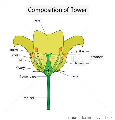 illustration of biology, Composition of flower, Diagram of a flower showing the pistil, stigma, style, ovary, stamen, Flower Structure illustration of biology, Composition of flower, Diagram of a flower showing the pistil, stigma, style, ovary, stamen, Flower Structure 127941802