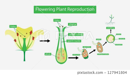 illustration of biology, Flowering plant Reproduction, Flowers contain male sex organs call stamens, Plant reproduction is the production of new offspring in plants, Reproduction in angiosperms 127941804
