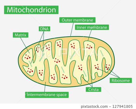 illustration of biology, Mitochondria, Cross-section view, Structure of mitochondrion, mitochondria is an organelle found in the cells of most eukaryotes, animals, plants and fungi 127941805