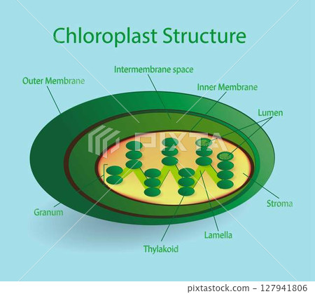 illustration of biology, Chloroplast Structure, Plant Cell structure, cross section of the cell detailed anatomy, Illustration of the Plant cell anatomy structure 127941806