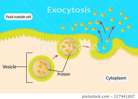 illustration of biology, Exocytosis, Fusion of secretory vesicles with the plasma membrane results in the discharge of vesicle content into the extracellular space 127941807