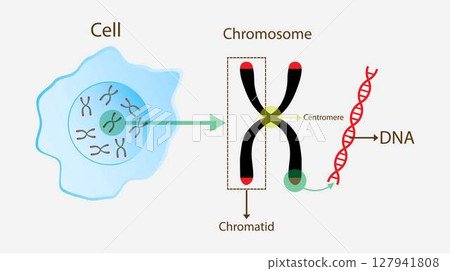 illustration of biology, chromosome and DNA structure, chromosome is made of protein and a single molecule of deoxyribonucleic acid, Passed from parents to offspring 127941808