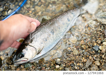 Beautiful Queen of Clear Streams Large Amago Satsukimasu Wakayama Prefecture Kinokawa River System 127941868