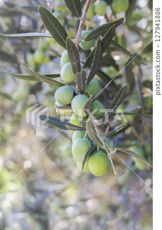 Green olives growing on branches surrounded by lush leaves in a natural setting Green olives growing on branches surrounded by lush leaves in a natural setting 127941886