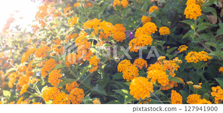 Vibrant orange flowers blooming in a lush garden with sunlight illuminating the scene Vibrant orange flowers blooming in a lush garden with sunlight illuminating the scene 127941900