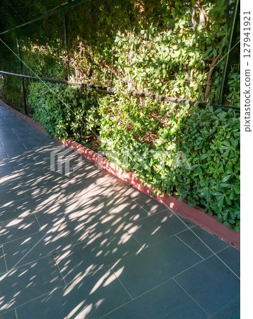 Lush green foliage casting intricate shadows on a modern tiled pathway in a serene outdoor setting 127941921