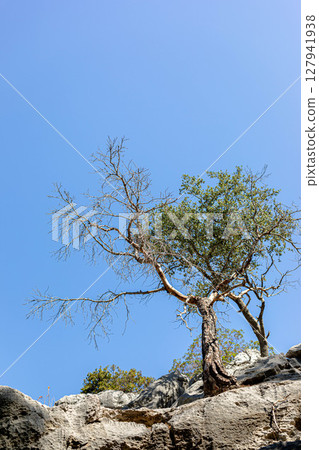 Lone tree with sparse branches growing on rocky cliff against clear blue sky backdrop Lone tree with sparse branches growing on rocky cliff against clear blue sky backdrop 127941938