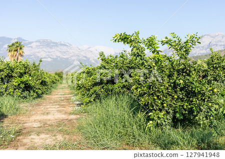 Lush green citrus orchard pathway with mountains in the background under clear blue sky 127941948