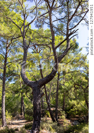 Unique twisted pine tree surrounded by lush greenery in a serene forest environment Unique twisted pine tree surrounded by lush greenery in a serene forest environment 127941951