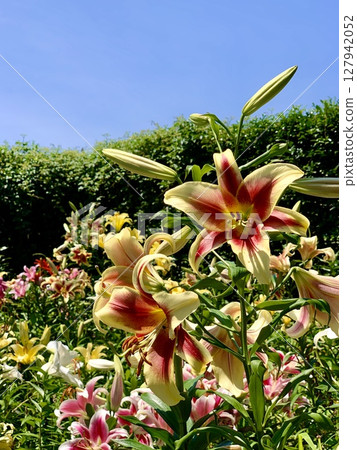 A colorful competition of lilies surrounded by blue skies and fresh greenery (Kasui Lily Garden, Fukuroi City, Shizuoka Prefecture) 127942052