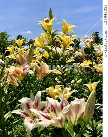 A colorful competition of lilies surrounded by blue skies and fresh greenery (Kasui Lily Garden, Fukuroi City, Shizuoka Prefecture) 127942053