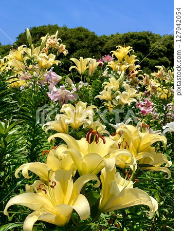 A competition of yellow lilies surrounded by blue skies and fresh greenery (Kasui Lily Garden, Fukuroi City, Shizuoka Prefecture) 127942054
