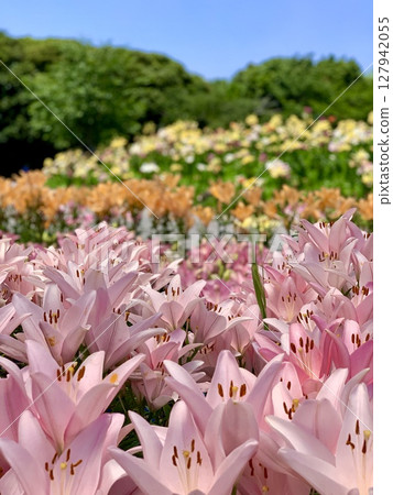 A pink lily flower field surrounded by blue skies and fresh greenery is in full bloom (Kasui Yuri no Sono, Fukuroi City, Shizuoka Prefecture) A pink lily flower field surrounded by blue skies and fresh greenery is in full bloom (Kasui Yuri no Sono, Fukuroi City, Shizuoka Prefecture) 127942055