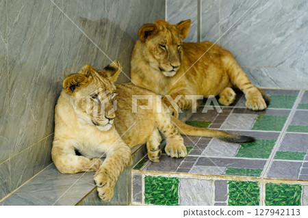 Young lions resting together on cool tiled floors, enjoying a calm moment in a shaded enclosure 127942113
