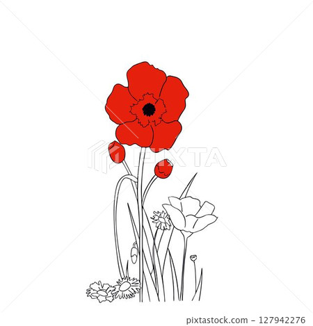 poppy flower 127942276