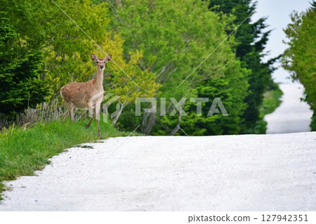 Hokkaido White Road and Ezo Deer 127942351