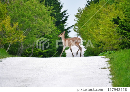 北海道白色之路和蝦夷鹿 127942358