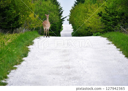 Hokkaido White Road and Ezo Deer 127942365