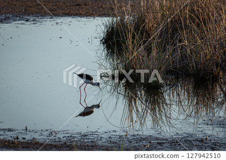 Marsh Munch: Black-winged Stilt Feeding in Wetland Habitat Marsh Munch: Black-winged Stilt Feeding in Wetland Habitat 127942510
