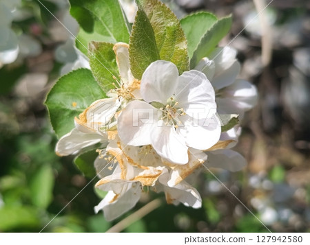Withering flowers on an apple tree 127942580