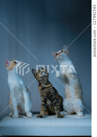Playful cats in a vibrant studio, capturing delightful moments of their charming antics 127942585