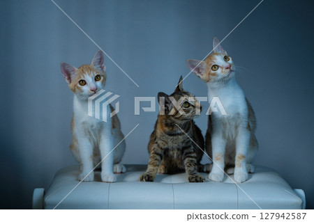 Three Adorable Kittens Posing Beautifully in Soft and Warm Light, Full of Innocence and Charm 127942587