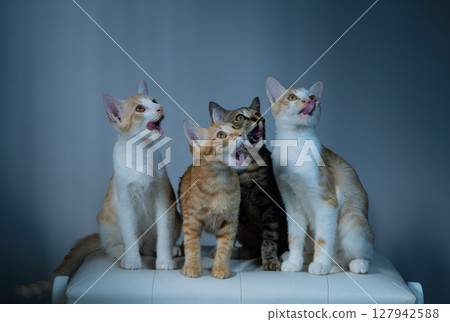 A group of playful cats joyfully singing together in a bright and cheerful atmosphere 127942588