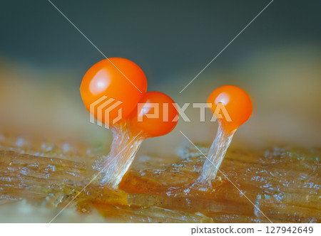 Orange slime mold - Trichia decipiens, it's a small protist organism 127942649