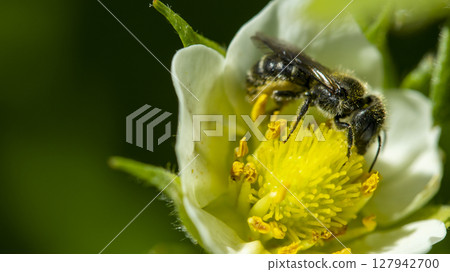 honey bee pollinates a white strawberry flower, macro photo 127942700