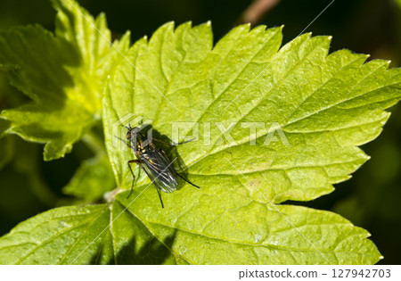 multi-colored fly on a leaf of a bush, macro photo 127942703