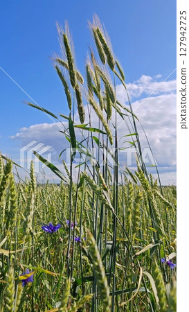 Beautiful blue sky. Strong winds sway wheat field. Wheat crop field swaying though wind. Summer agricultural field.  127942725