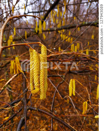 A tree with yellow flowers on it. 127943089