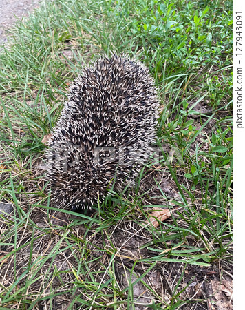 A hedgehog is standing in the grass. 127943091