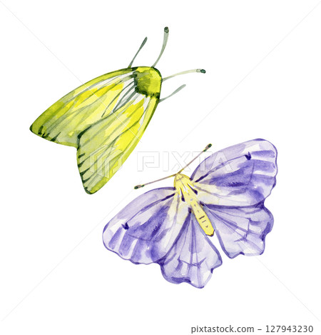 Watercolor illustration of two realistic moths. Perfect for nature prints, vintage designs, and entomology-themed projects. 127943230